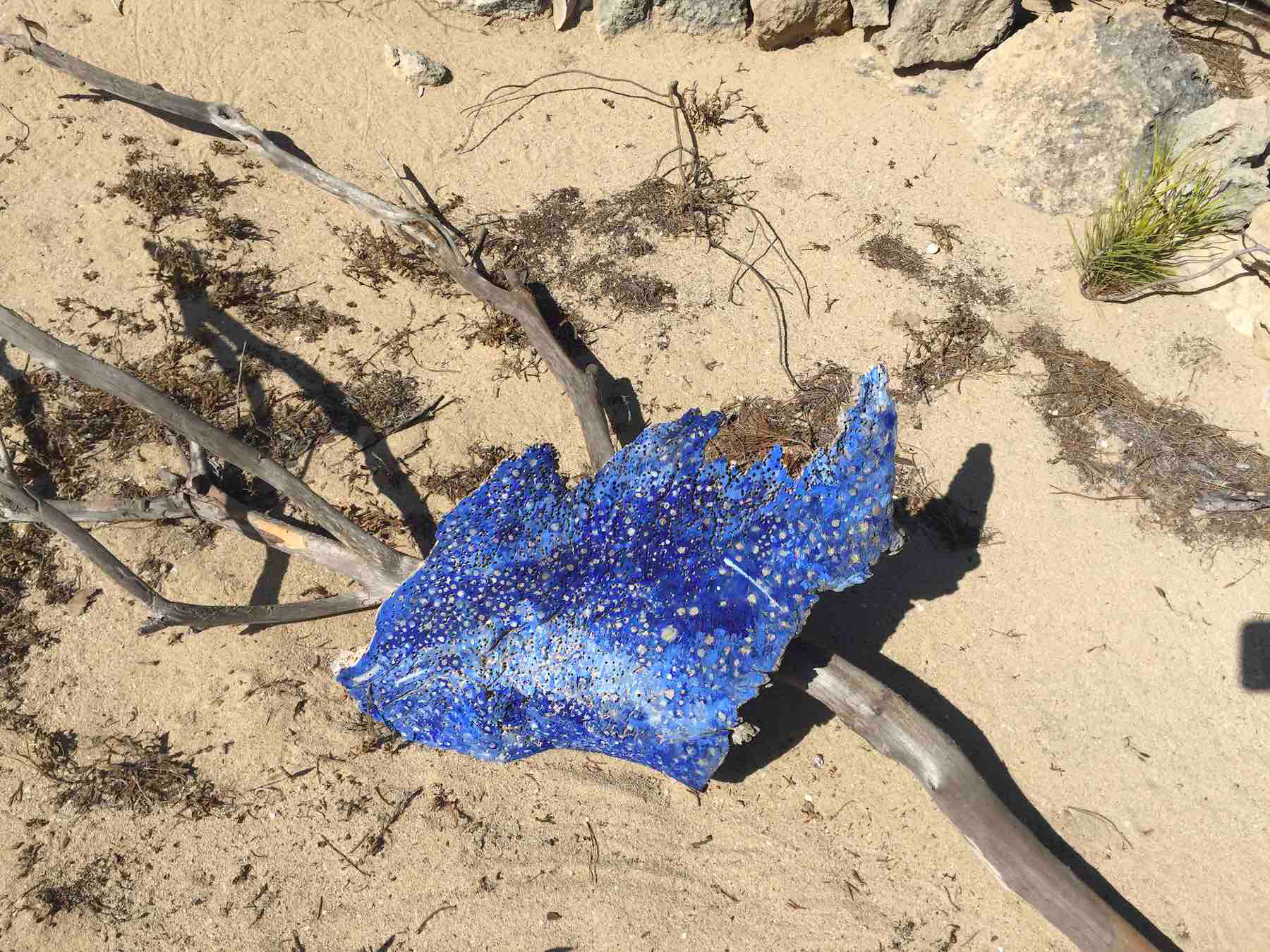 Formentera, Spagna 2017<br> Frammento di cielo, acrilico su corteccia